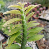 Devils Backbone Plant - Euphorbia tithymaloides