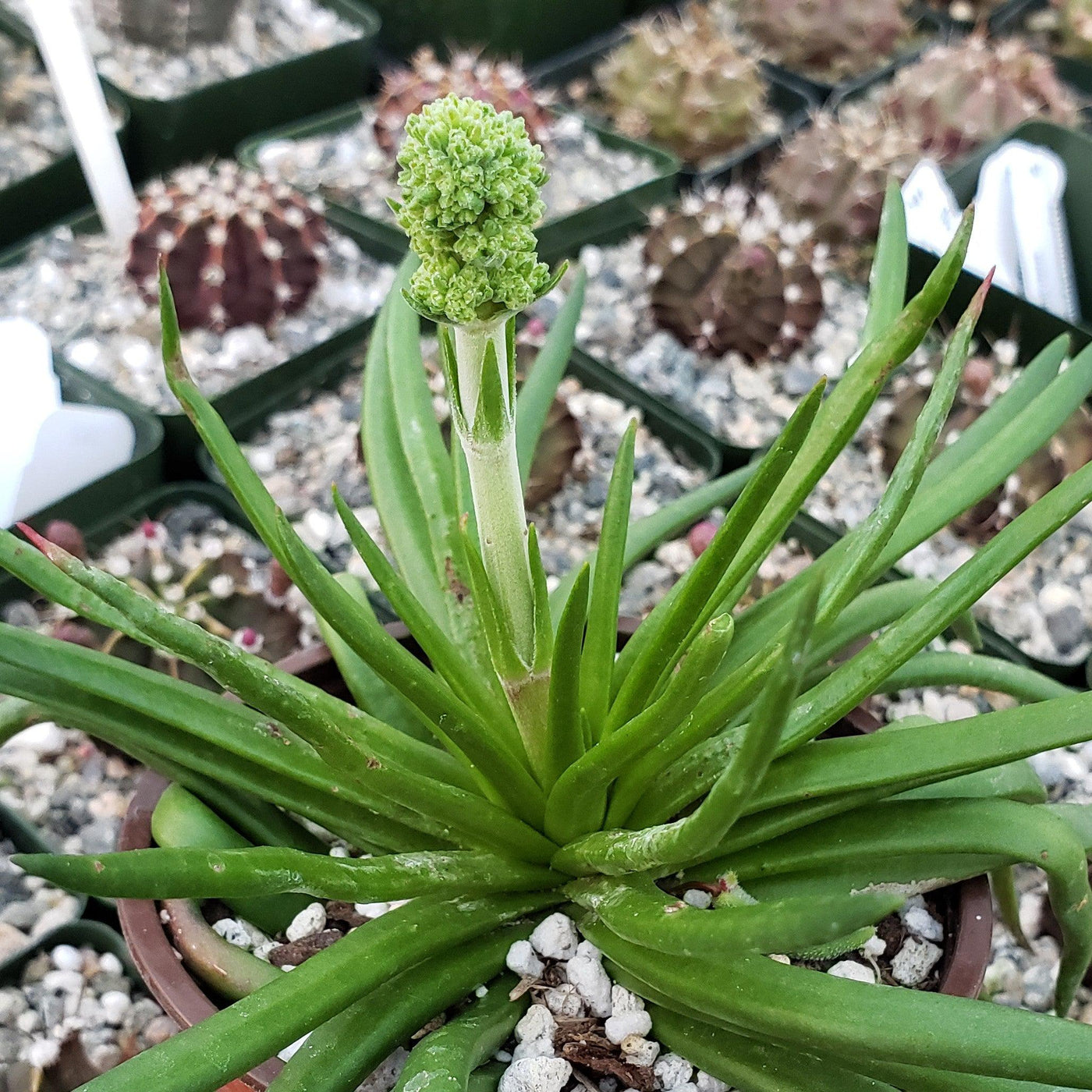 devil succulent Shop 'Devil Horns Plant - Crassula nudicaulis' Care and Growing Guide