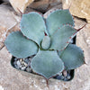 Agave truncata