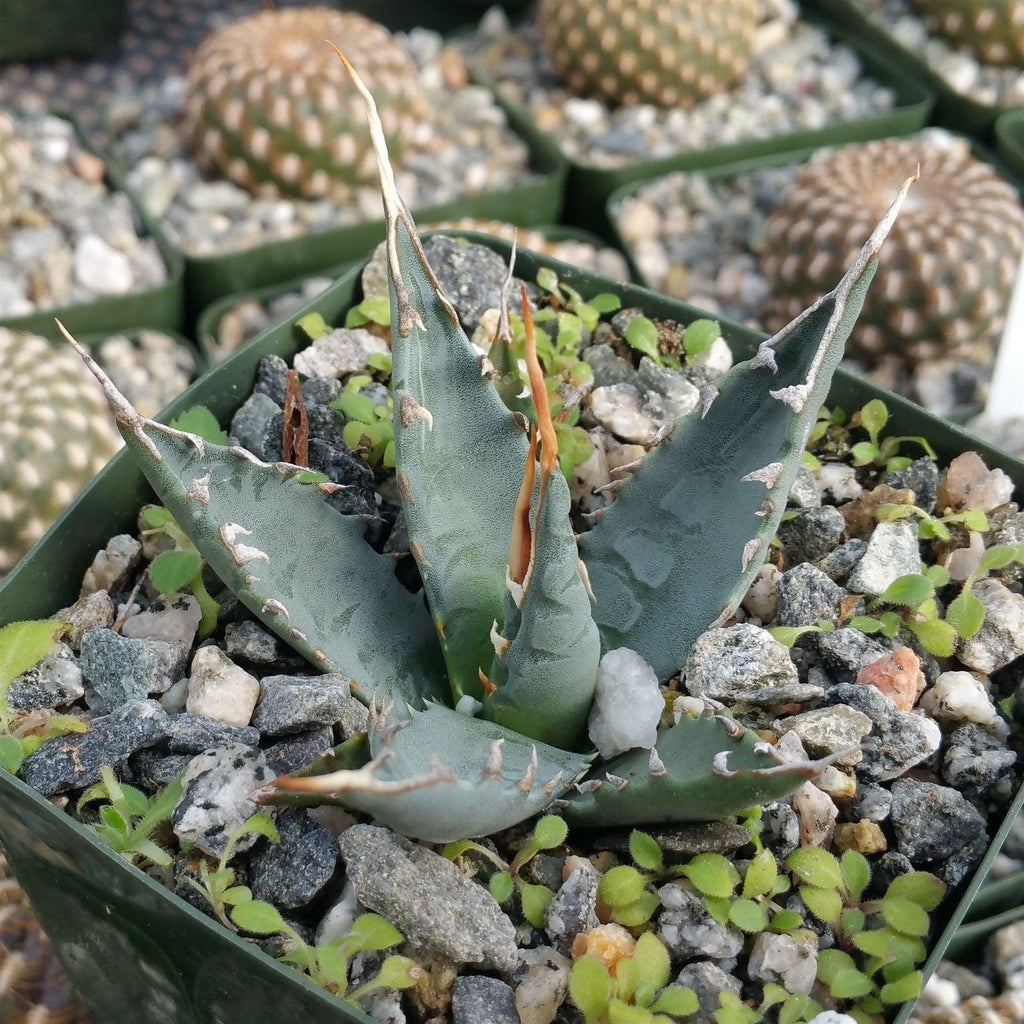 Agave utahensis eborispina