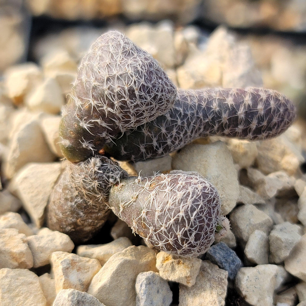 Puna clavarioides (Maihueniopsis clavarioides)