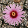 Echinocereus Fitchii
