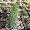 Opuntia Consolea rubescens road kill