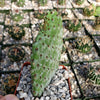 Road Kill Cactus – Consolea Rubescens Cactus Oreilles Plates – Pot 12 Cm, Plante Grasse Originale Et Résistante