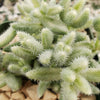 Delosperma echinatum variegata pickle plant