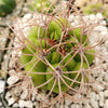 Gymnocalycium saglionis