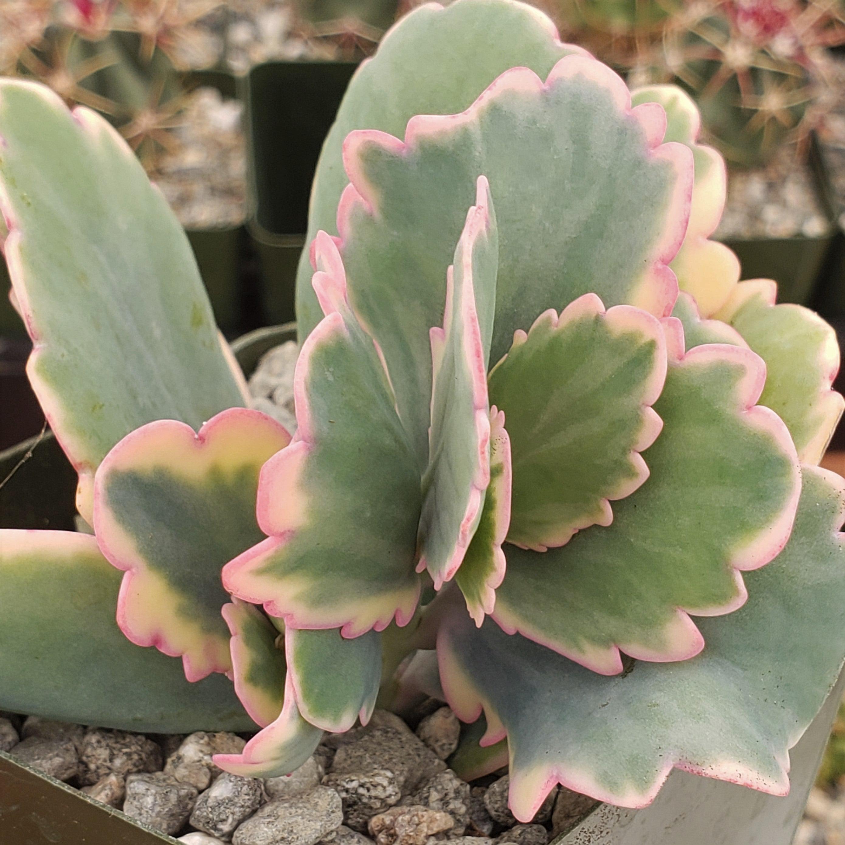 Variegated Lavender Scallops - Kalanchoe fedtschenkoi variegata