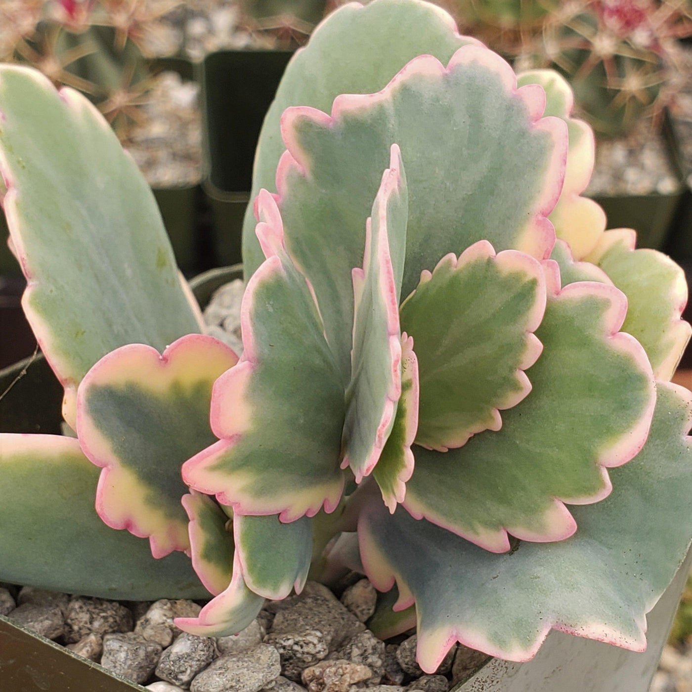 variegated lavender plant Shop 'Kalanchoe fedtschenkoi variegata' Care and Growing Guide