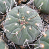 Matucana madisoniorum