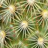 Copper King Cactus - Mammillaria elongata ‘Copper King’