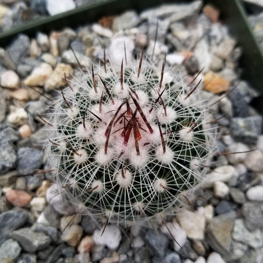 Stenocactus lloydii