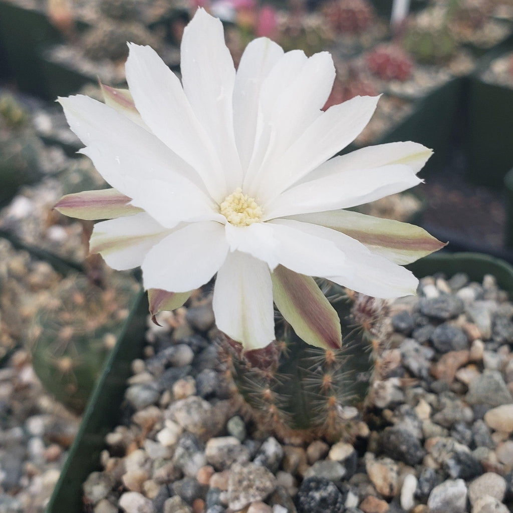 Pygmaeocereus bylesianus