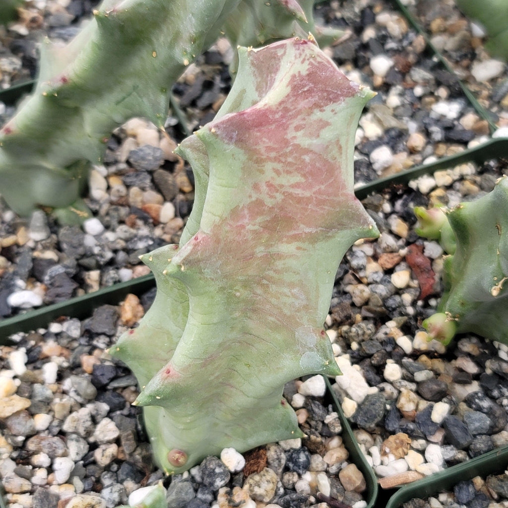 Caralluma melanacantha