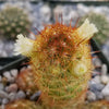 Mammillaria Elongata Copper King(2) -2 inch