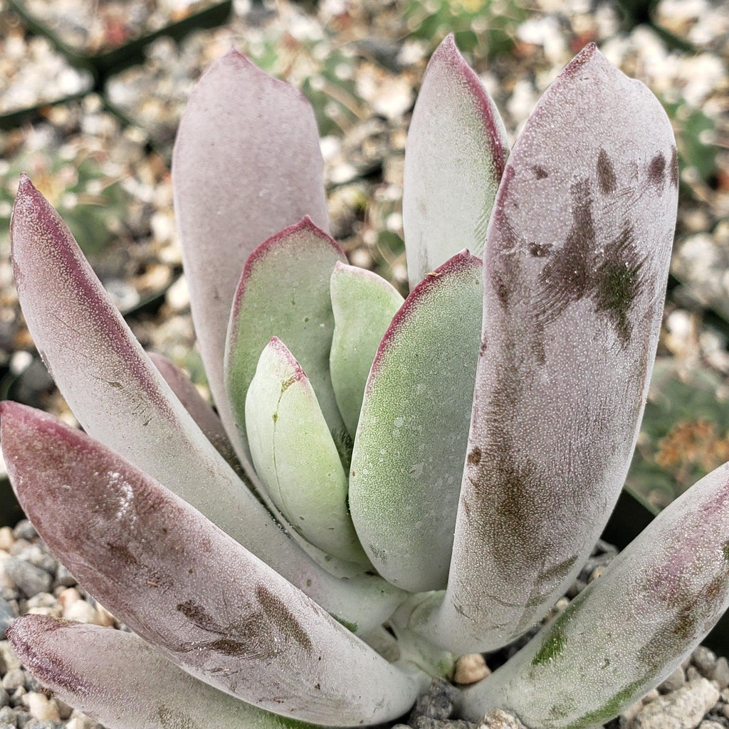 Cotyledon white sprite