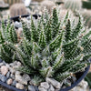 Aloe haworthioides