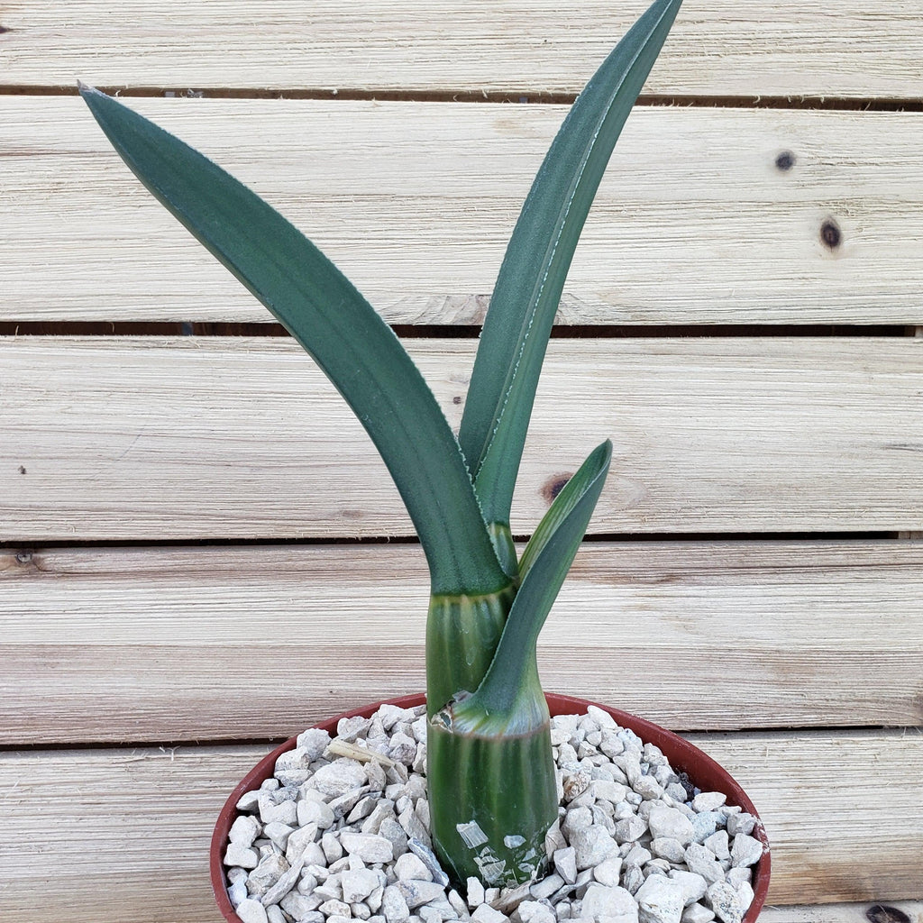 Eulophia petersii Desert Orchid Large