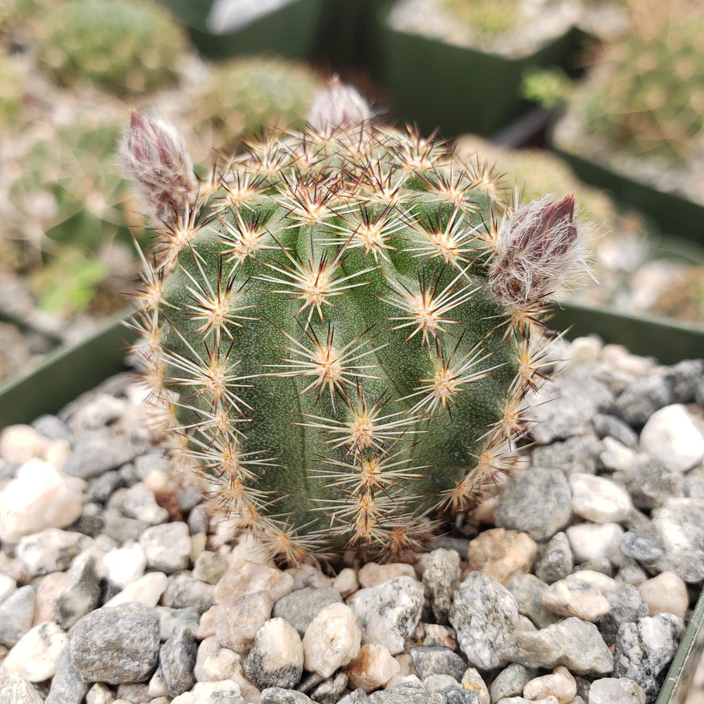 Pygmaeocereus bylesianus