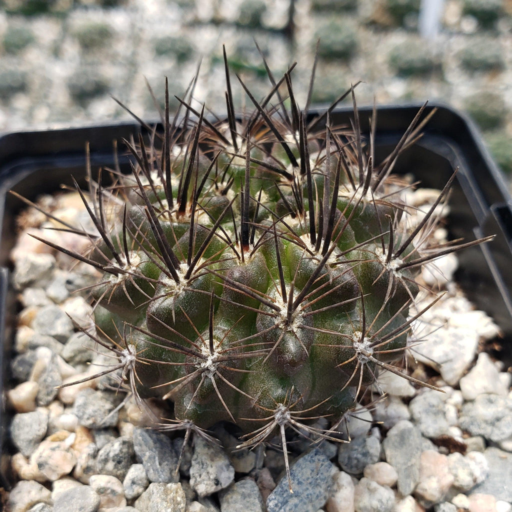 Neoporteria Violaciflora