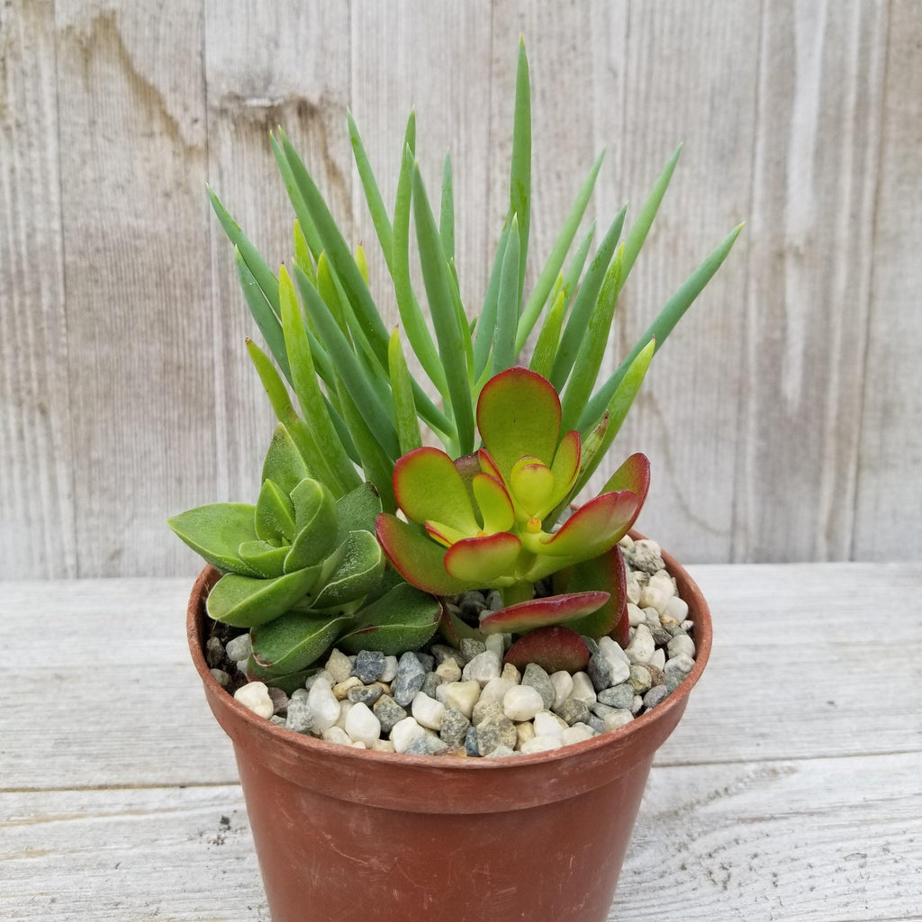 Succulent Garden Arrangement