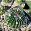 Echinofossulocactus crispatus