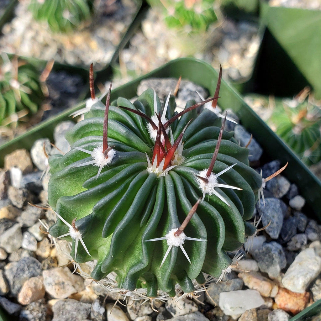 Echinofossulocactus crispatus