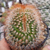 Mammillaeria Spinosissima Cristata