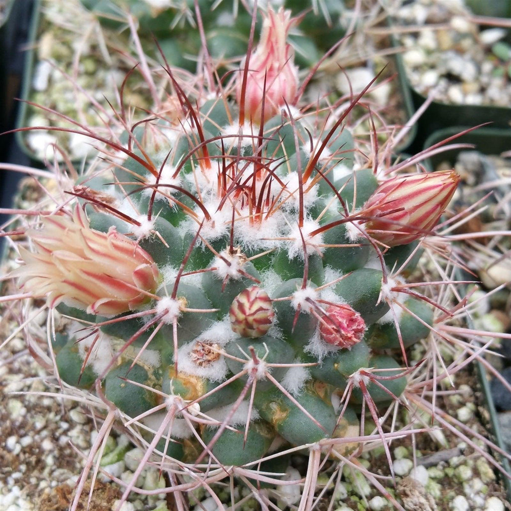 Mammillaria obscura tortulospina