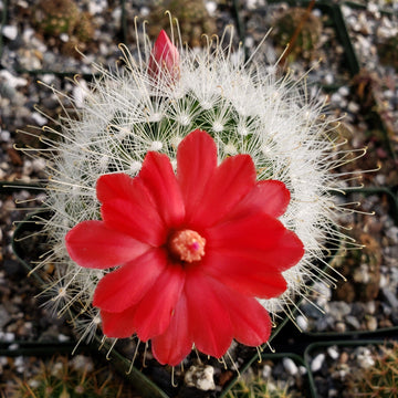 Mammillaria senilis 4