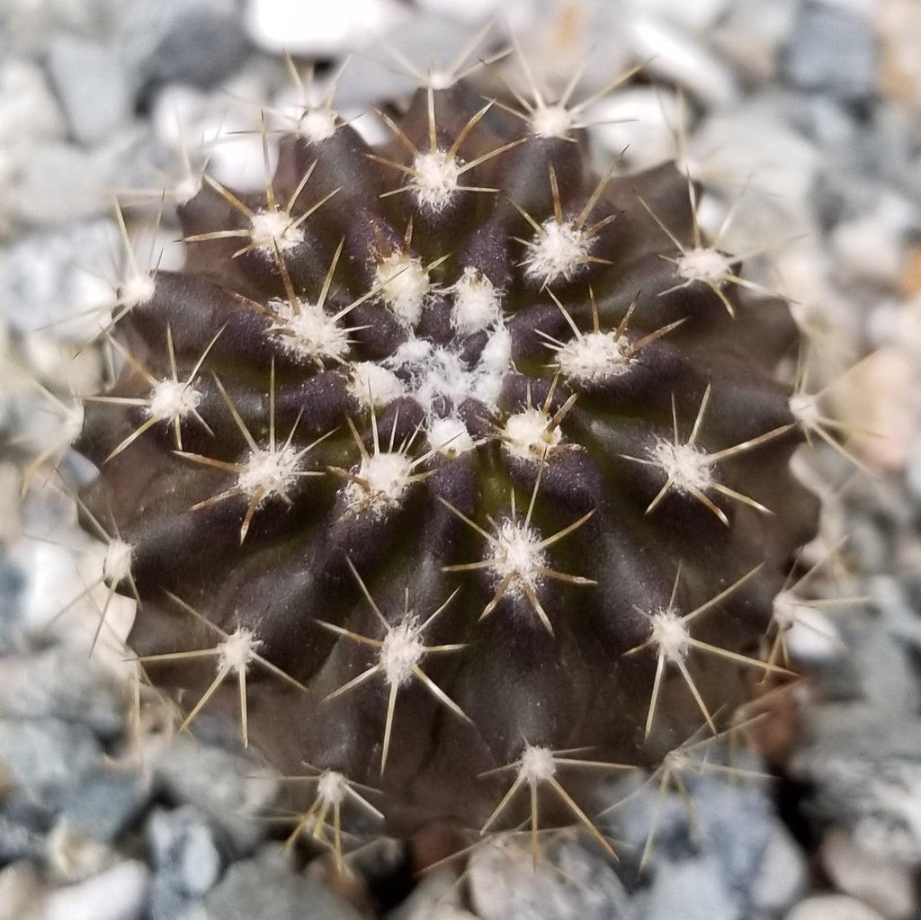 Neochilenia carrizalensis