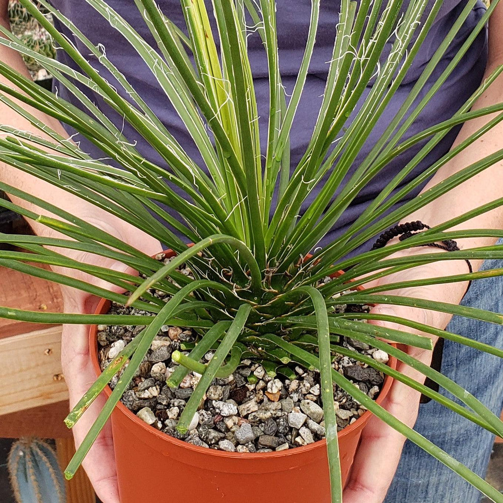 Agave geminiflora Large