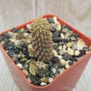 Euphorbia suppressa