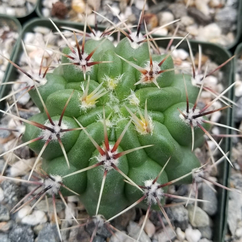 Gymnocalycium achirasense v. orientale