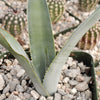 Blue agave - Agave Tequilana &