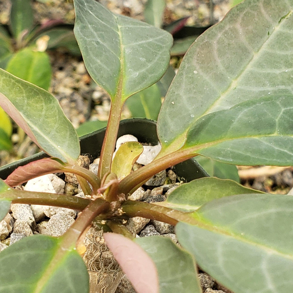 Eupforbia ankarensis