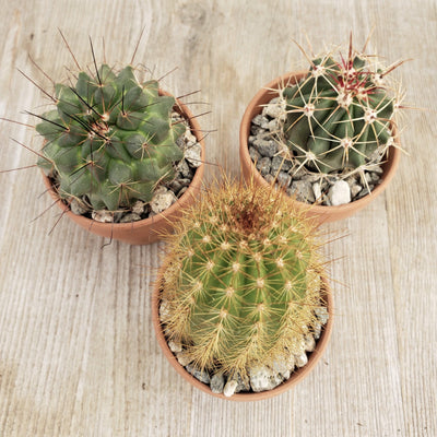 3- 2.5 inch cactus in terracotta pots