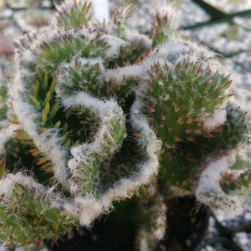 Shop For Easy-To-Grow Opuntia Crest Plants
