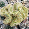 Brain Cactus - Mammillaria Elongata Cristata