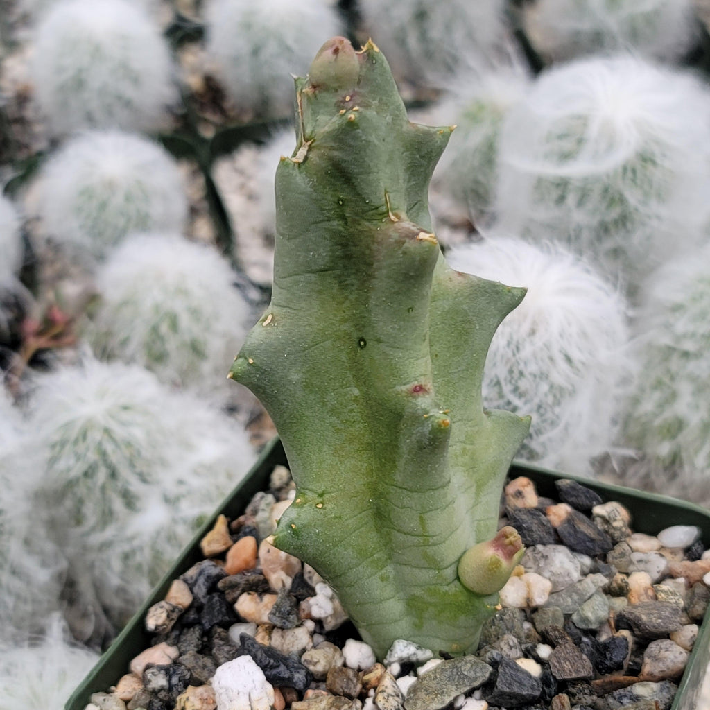 Caralluma melanacantha