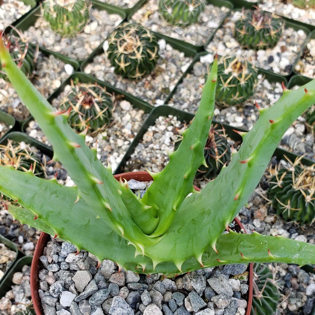 Aloe africana
