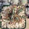 Euphorbia Aeruginosa