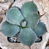 Agave truncata