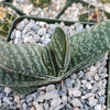 Gasteria bicolor liliputana