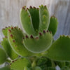 Cotyledon Ladismithiensis