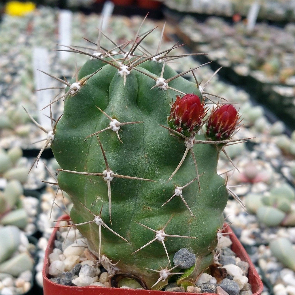 Claret cup Cactus ‘Echinocereus triglochidiatus’