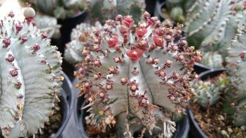 Euphorbia horrida hybrid