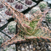 Aloe Delta Dawn