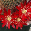 Rebutia fulviseta