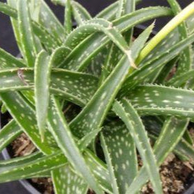 Aloe firebird hybrid