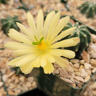 Echinocereus subinermis